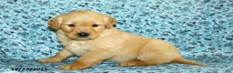Golden Retriever dogs for sale: Hailey - Ad 1