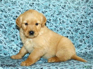 Golden Retriever dogs for sale: Hailey - Ad 3