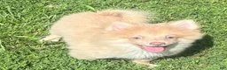 Pomeranian dogs for sale: Pomeranian 1 - Ad 3