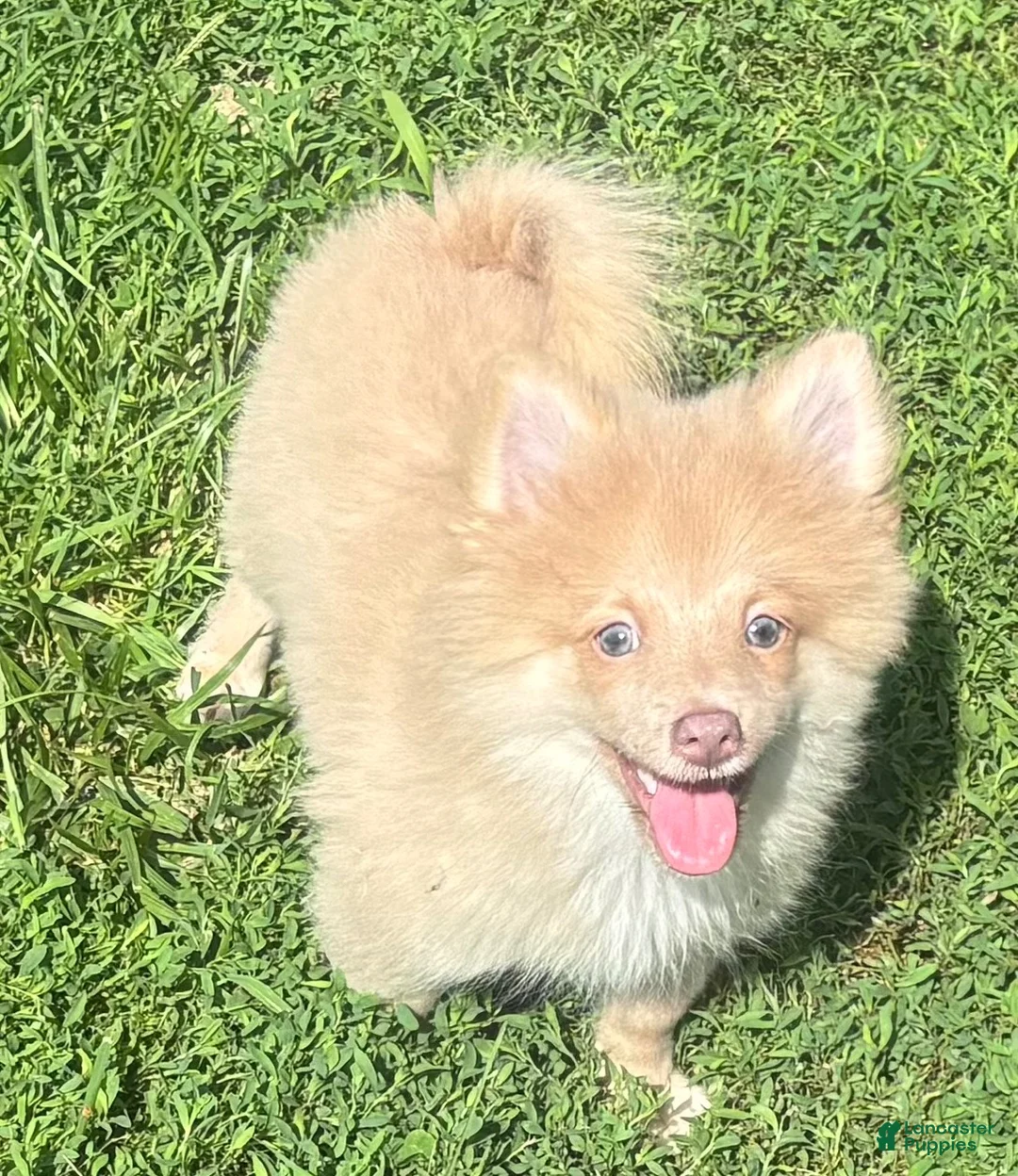 Pomeranian dogs for sale: Pomeranian 1 - Ad 3