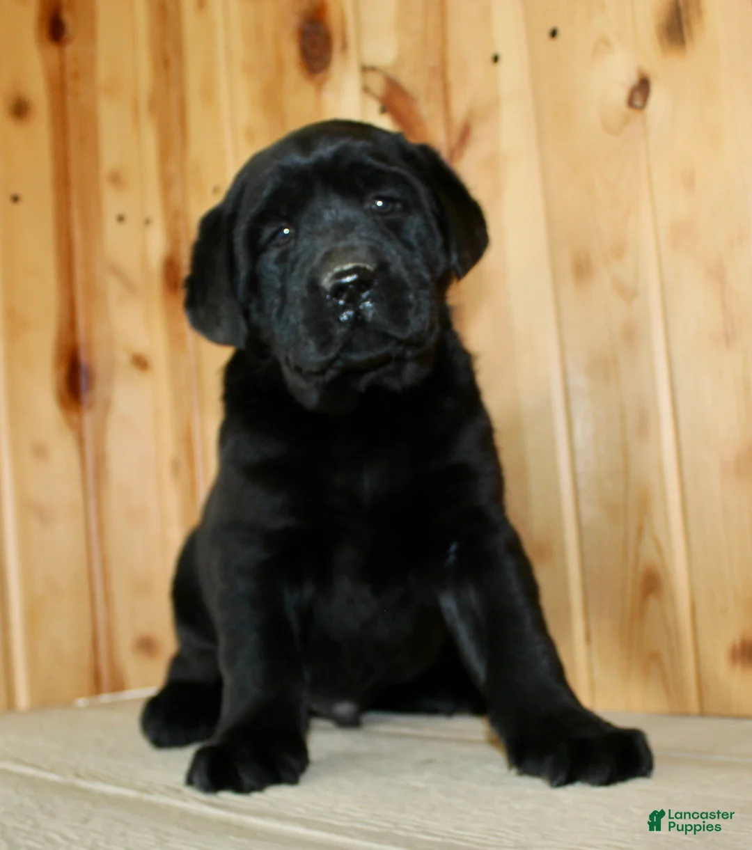Labrador Retriever dogs for sale: Moose - Ad 7