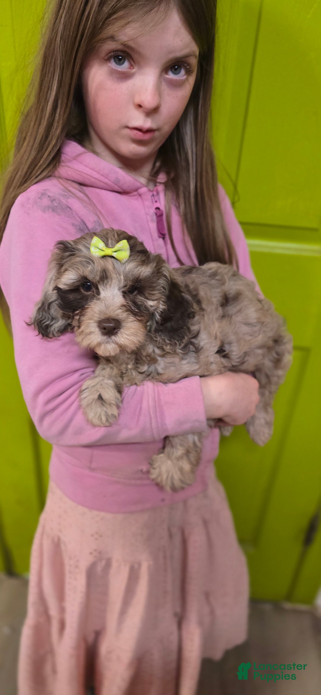 Mixed Breed dogs for sale: Prudence - Ad 2