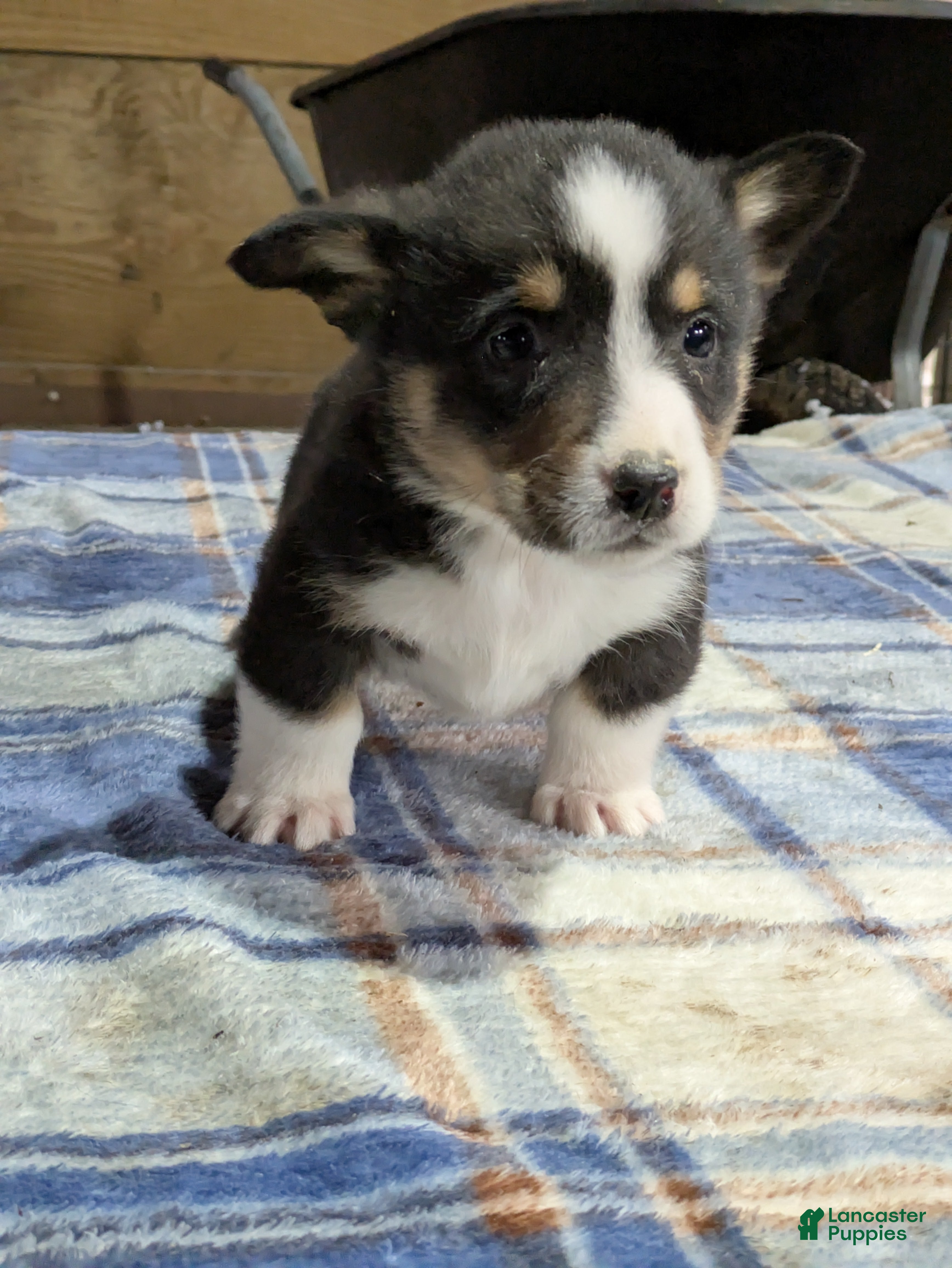 Welsh Corgi Pembroke dogs Smokey - Ad 30