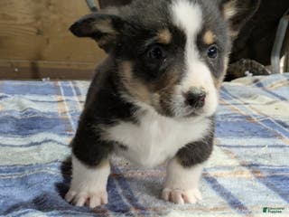 Welsh Corgi Pembroke dogs Smokey - Ad 8