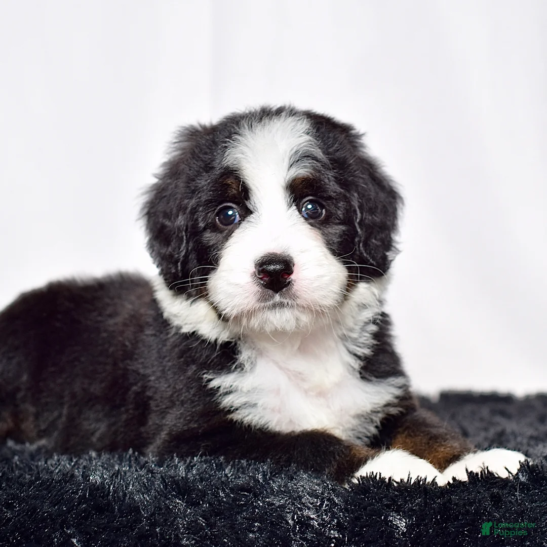 Bernedoodle dogs for sale: Ms. Oakley - Ad 2