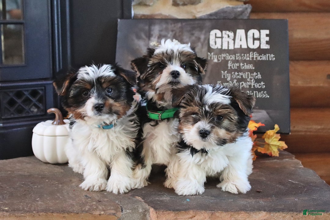 Biewer Terrier dogs for sale: Prince   - Ad 10