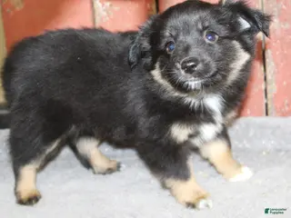 Miniature Australian Shepherd dogs Miniature Australian Shepherd Puppy 6 - Ad 4