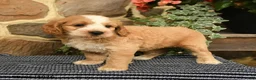 Cockapoo dogs for sale: Dunkin - Ad 2