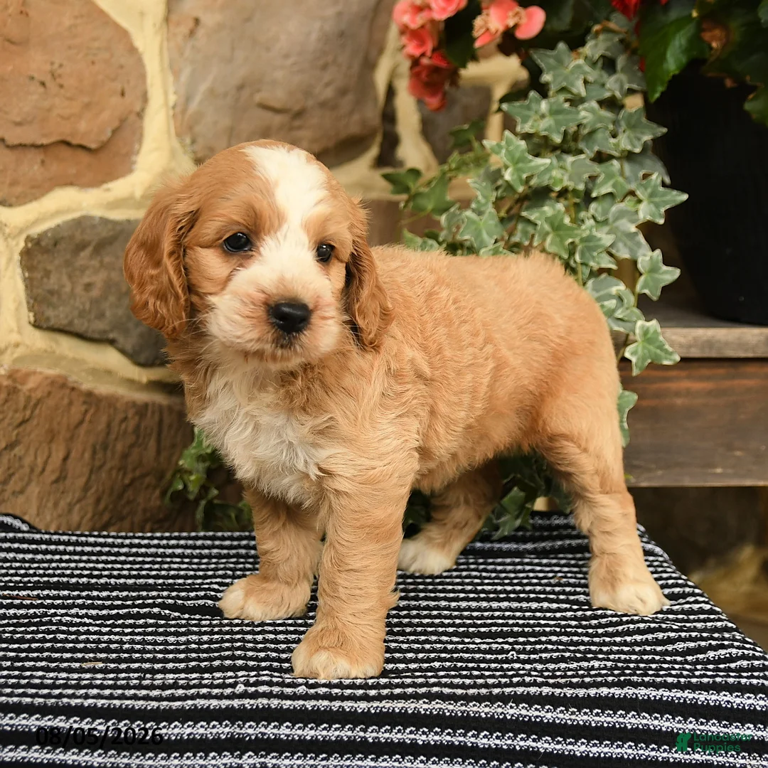 Cockapoo dogs for sale: Dunkin - Ad 2