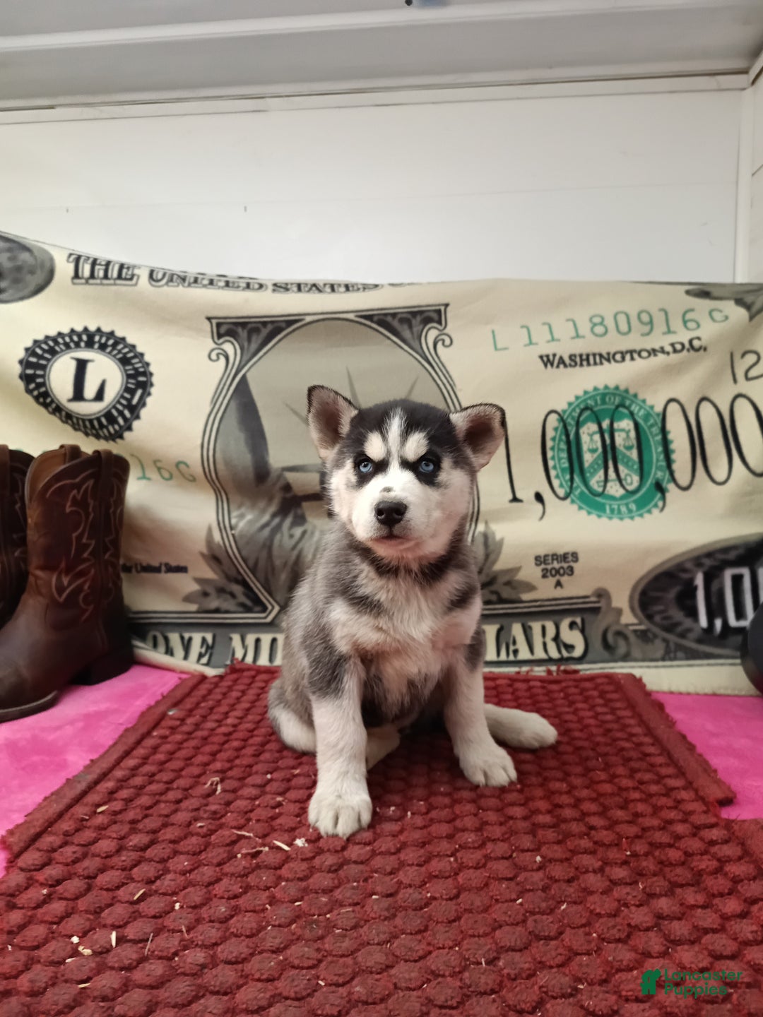 Siberian Husky dogs for sale: Ada - Ad 1