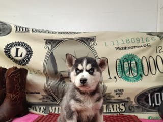 Siberian Husky dogs Ada - Ad 41