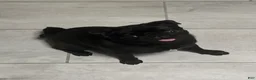 Pug dogs for sale: Pug Puppy 1 - Ad 3