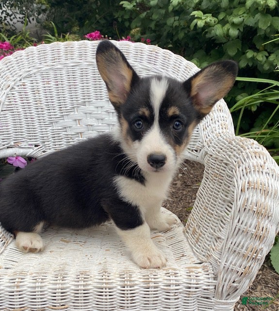 Welsh Corgi Pembroke dogs Jazzy - Ad 2