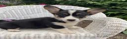 Welsh Corgi Pembroke dogs for sale: Jazzy - Ad 2