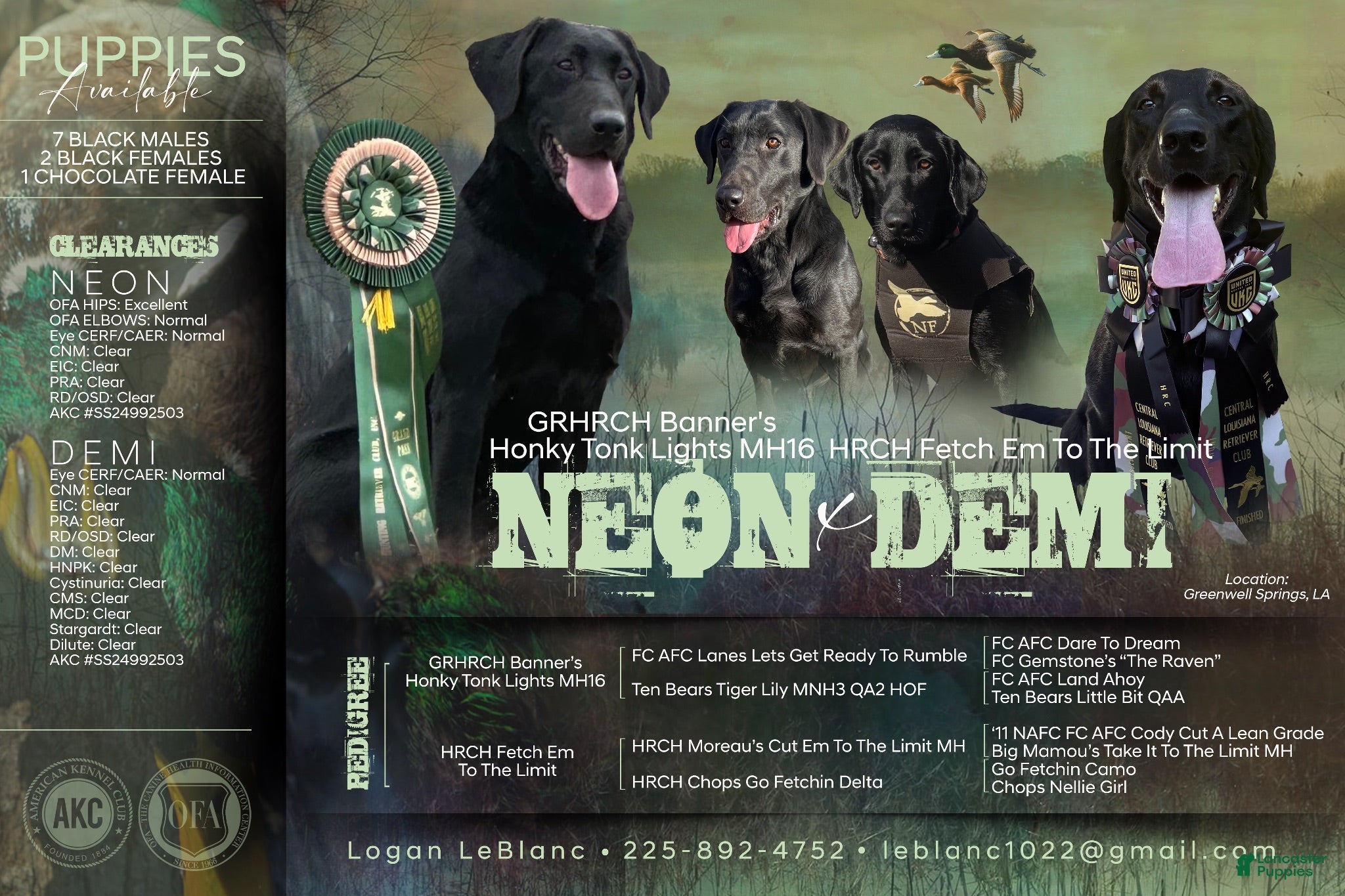 Labrador Retriever dogs Labrador Retriever 7 - Ad 2