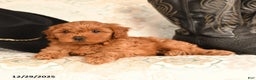 Cavapoo dogs for sale: Lovey bear - Ad 4