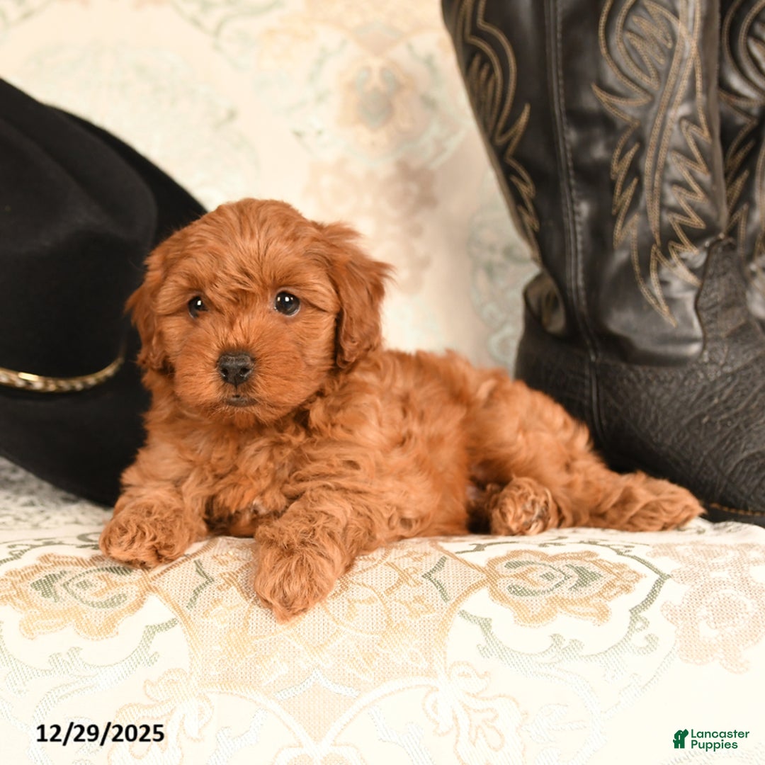 Cavapoo dogs for sale: Lovey bear - Ad 4