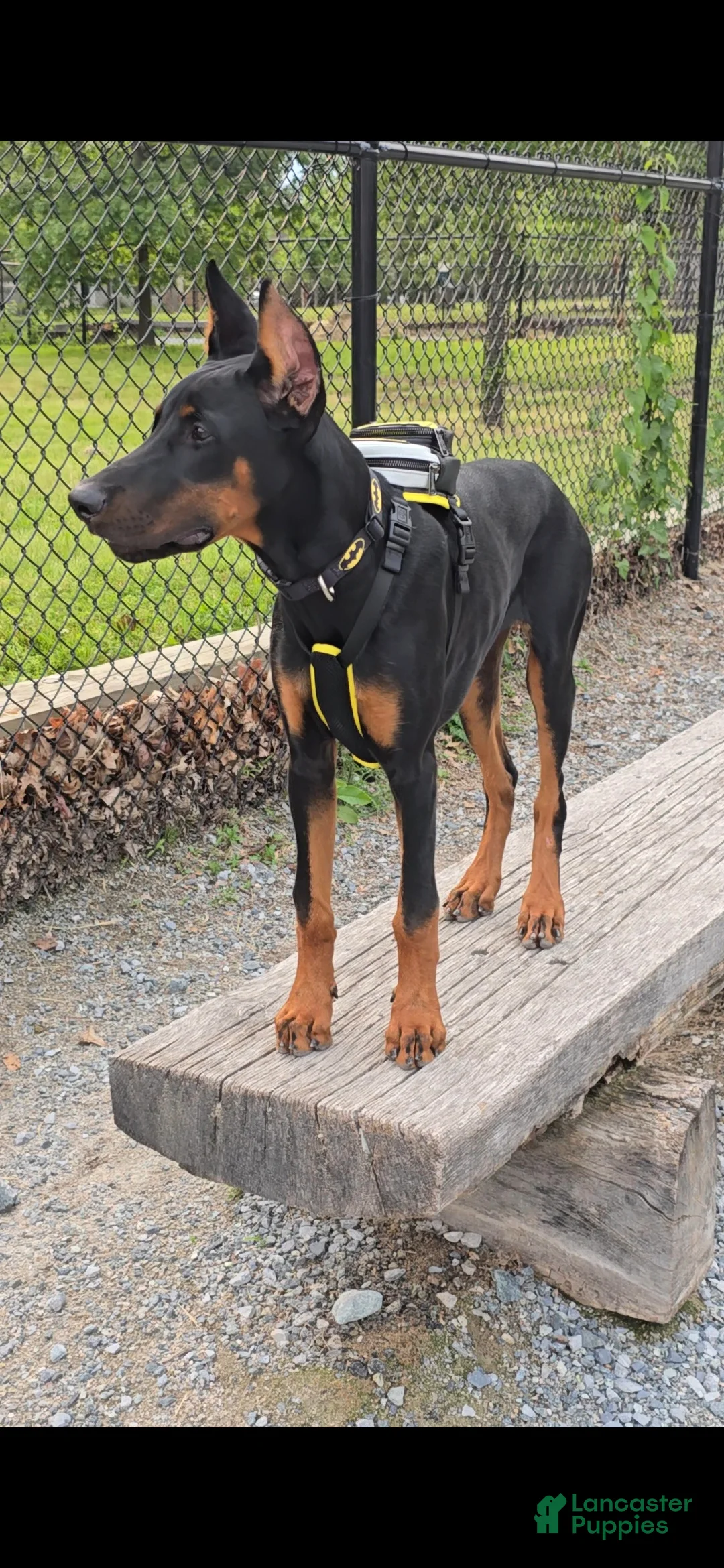 Doberman Pinscher dogs for sale: Prince Charming - Ad 4