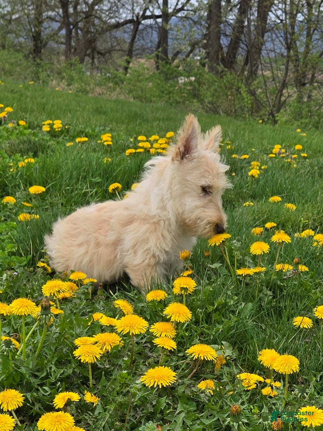 Scottish Terrier dogs Victor - Ad 1