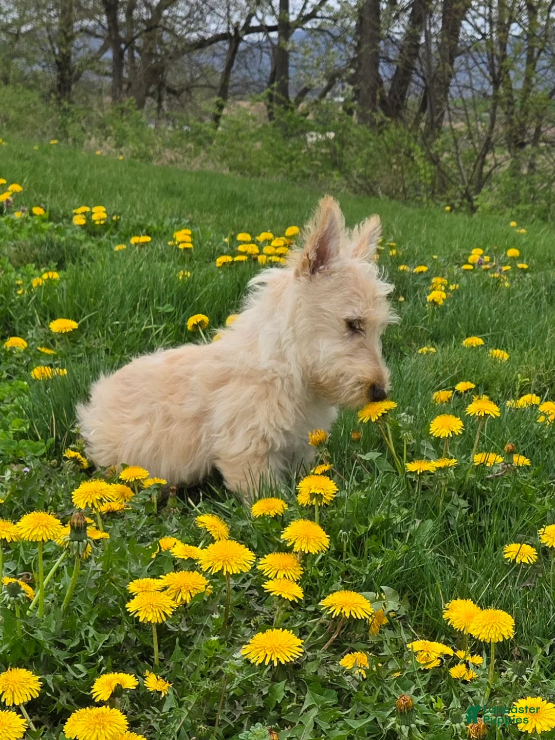 Scottish Terrier dogs for sale: Victor - Ad 1