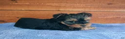 Yorkshire Terrier dogs for sale: Hunter - Ad 3