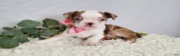 Boston Terrier dogs for sale: Joy - Ad 3