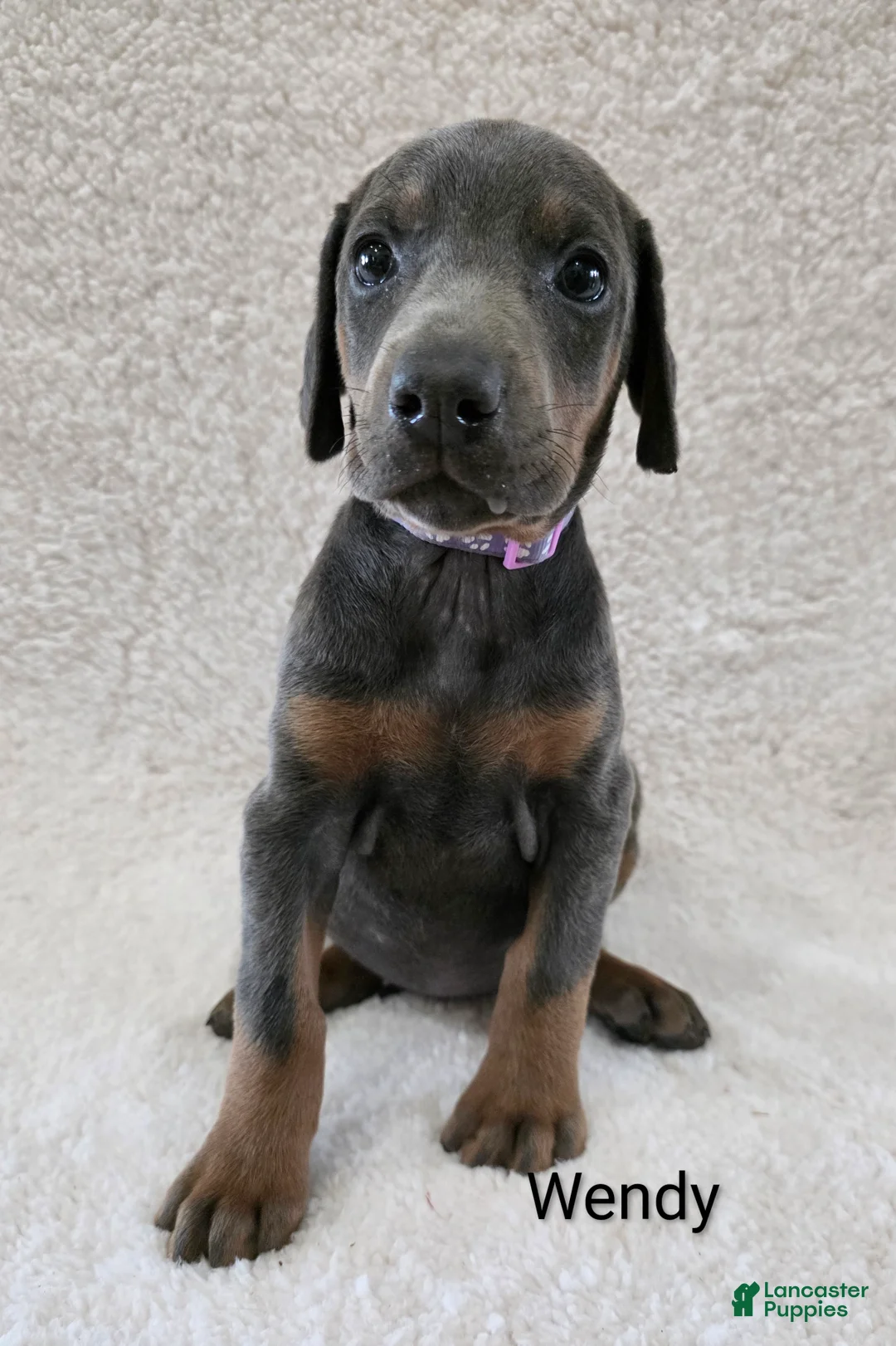 Doberman Pinscher dogs for sale: Doberman Pinscher Puppy 9 - Ad 2