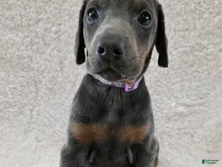 Doberman Pinscher dogs Doberman Pinscher Puppy 9 - Ad 19