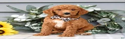 Standard Poodle dogs for sale: Raven - Ad 1