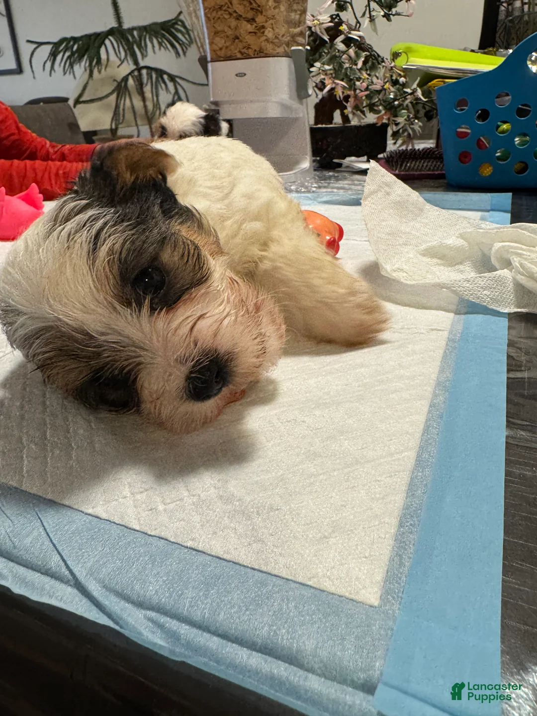 Yorkshire Terrier dogs for sale: Yorkshire Terrier Puppy 3 - Ad 1