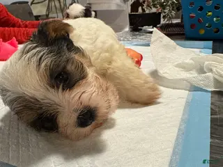 Yorkshire Terrier dogs for sale: Yorkshire Terrier Puppy 3 - Ad 3