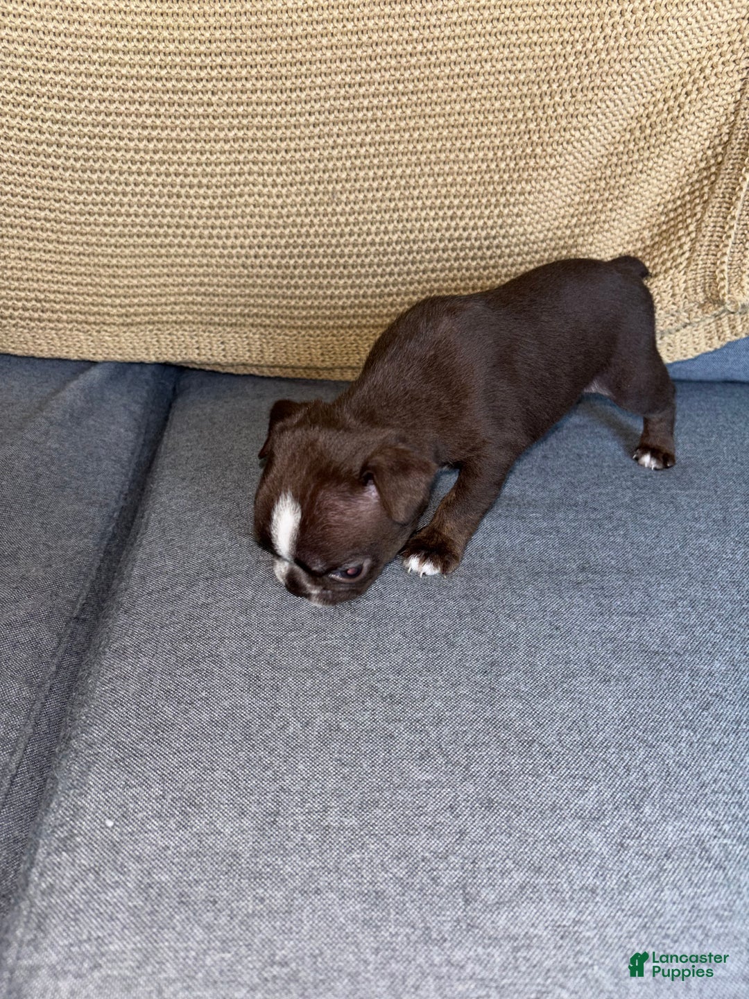 Frenchton dogs for sale: Penelope  - Ad 2