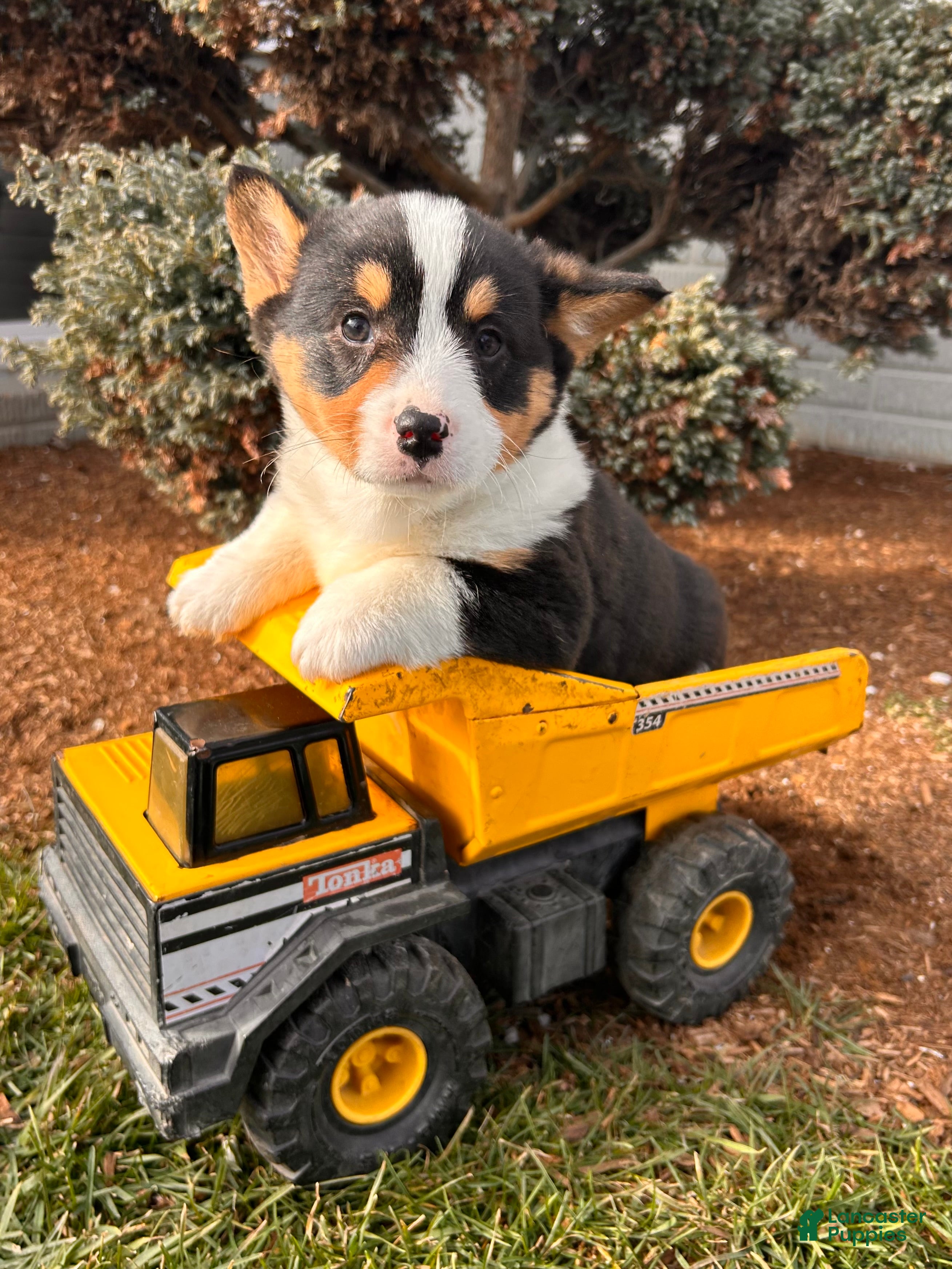 Welsh Corgi Pembroke dogs Duncan - Ad 2
