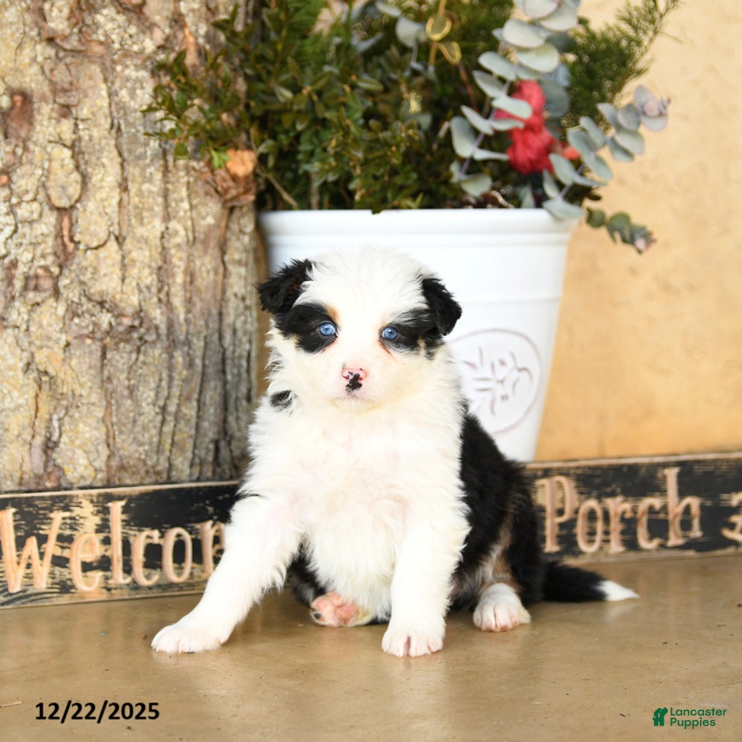 Australian Shepherd dogs for sale: Promise - Ad 2