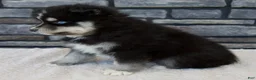 Pomsky dogs for sale: Raven - Ad 7