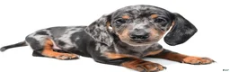 Miniature Dachshund dogs for sale: Kade  - Ad 9