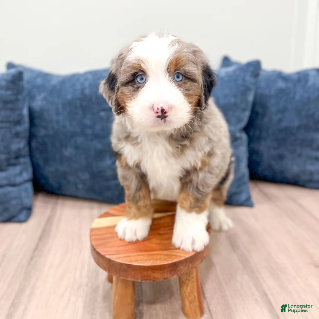 Mini Bernedoodle dogs for sale: Gunner - Ad 8