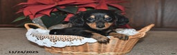 Miniature Dachshund dogs for sale: Preston - Ad 1