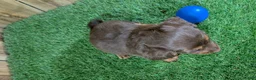 Miniature Dachshund dogs for sale: Cutie Boy 1 - Ad 3