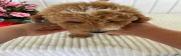 Mini Goldendoodle dogs for sale: James - Ad 3