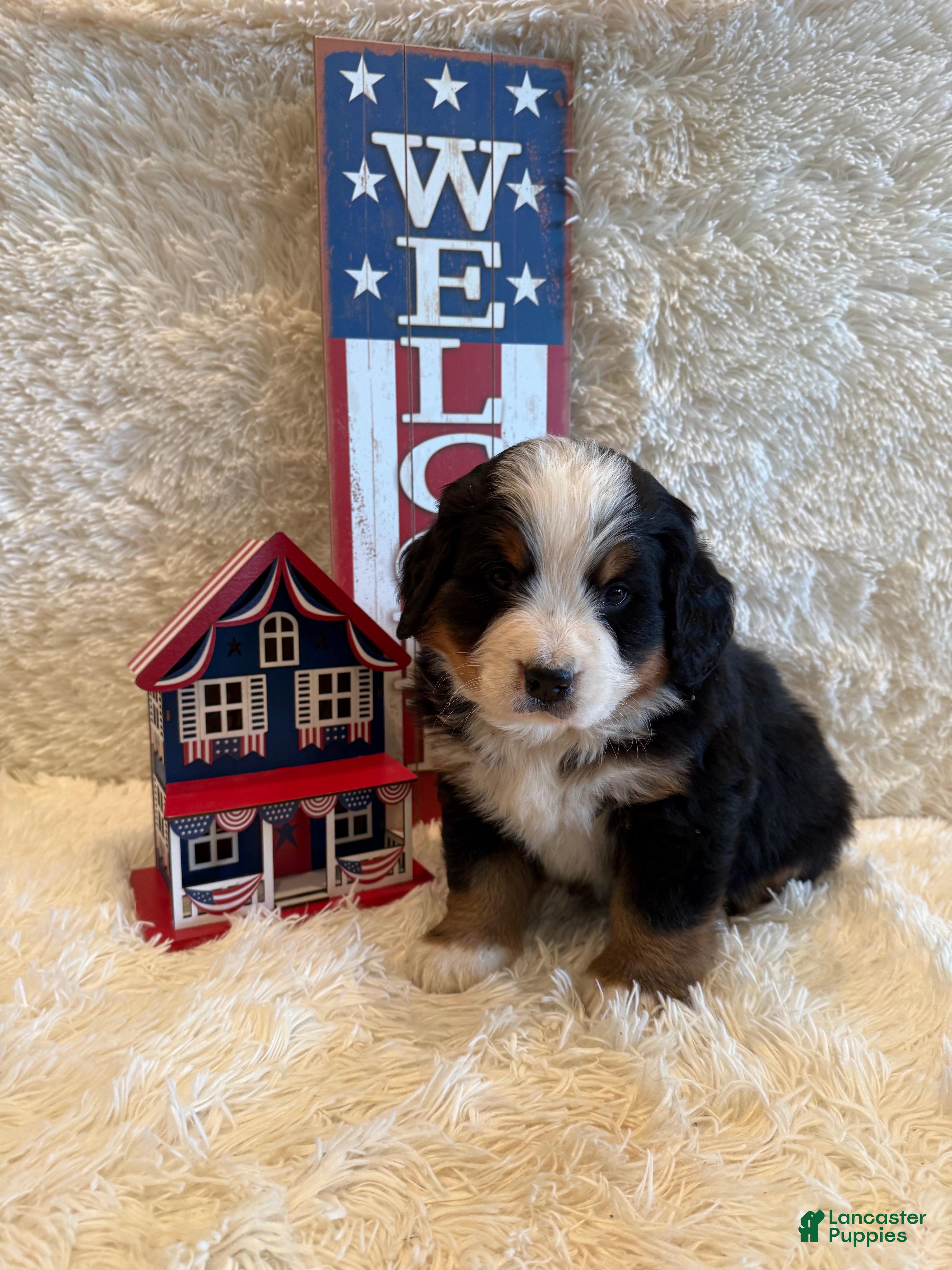 Bernese Mountain Dog dogs Garrett - Ad 33