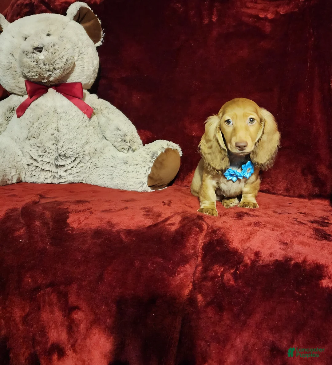 Miniature Dachshund dogs for sale: SAWYER  - Ad 2