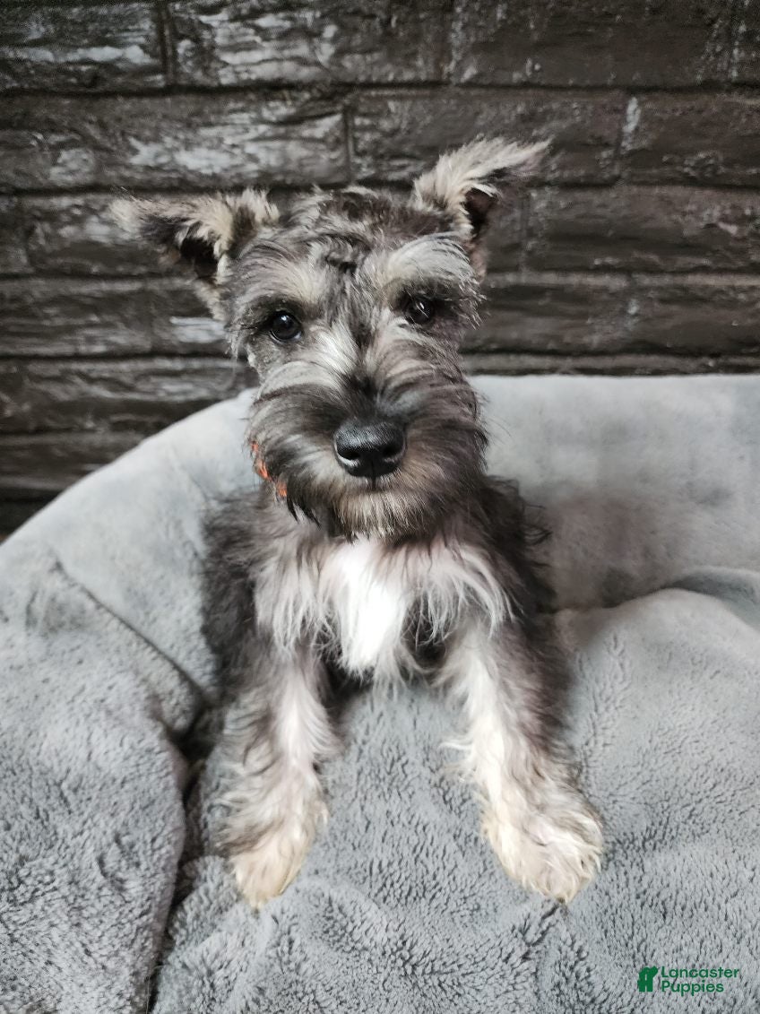 Miniature Schnauzer dogs Emmett - Ad 2