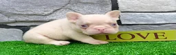 French Bulldog dogs for sale: Bugatti Pink - Ad 6