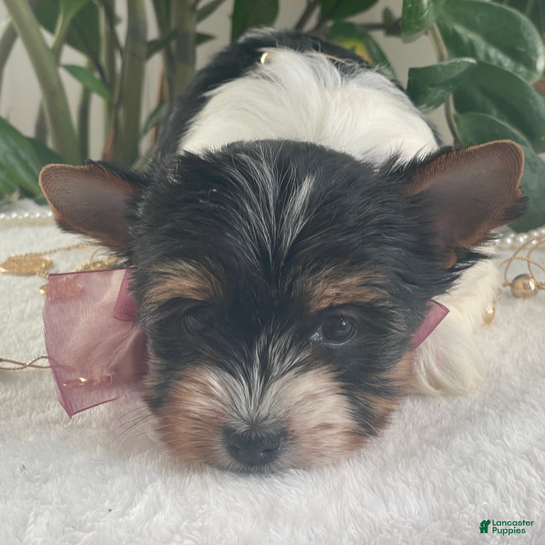 Biewer Terrier dogs for sale: Talia - Ad 8
