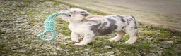 French Bulldog dogs for sale: Spencer 🐾 - Ad 3