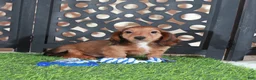 Miniature Dachshund dogs for sale: Flynn Precious Dachshund Puppy - Ad 3