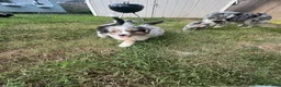 Miniature Australian Shepherd dogs for sale: Captain - Ad 13