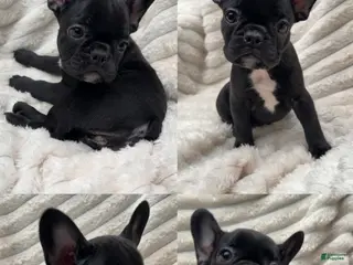 French Bulldog dogs French Bulldog 6 - Ad 24