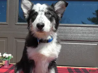 Mixed Breed dogs for sale: Australian Shepherd Puppy 4 Spook - Ad 4